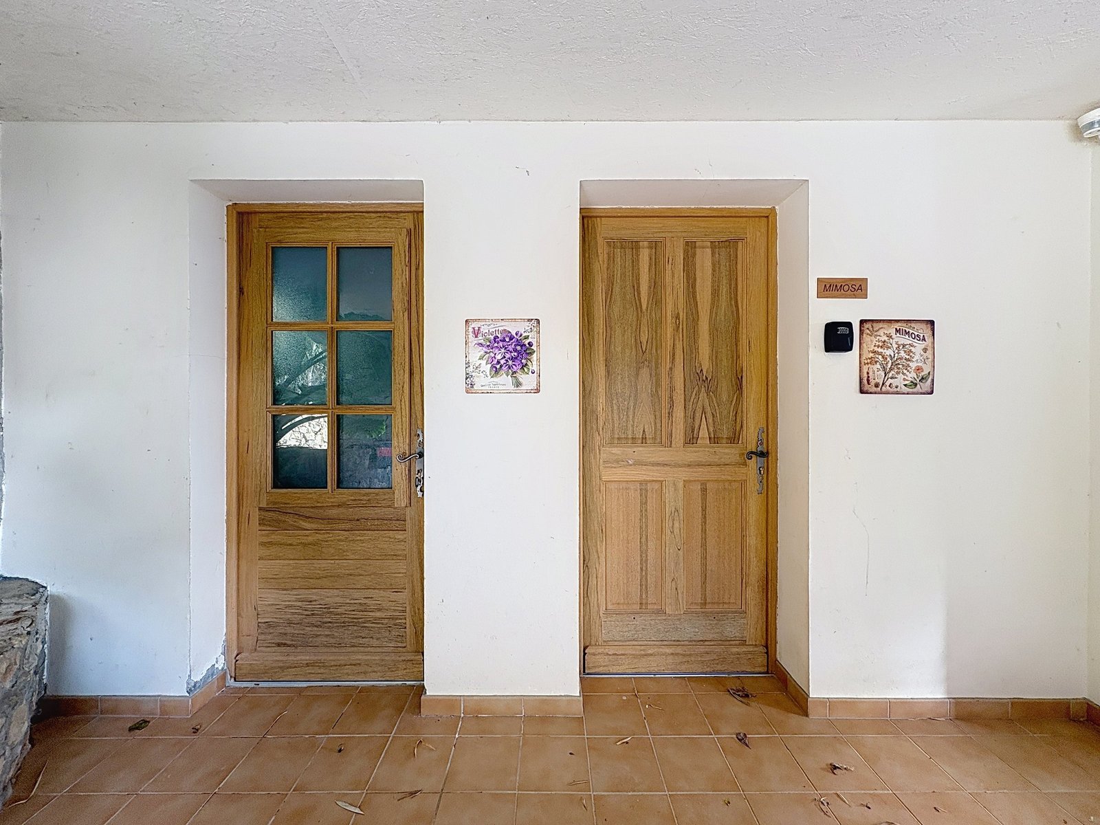 Mimosa — image 11
